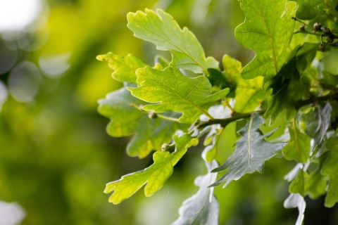 Image: Pexels, English oak leaves, Pixabay, Pixabay Licence