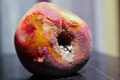 Photo credit: Steven Depolo, Rotting Peach Moldy, Flickr, Creative Commons License 2.0