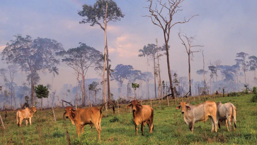 Climate change and agriculture report image: IIED