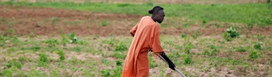 Livestock feed and food security. Source: UNFPA