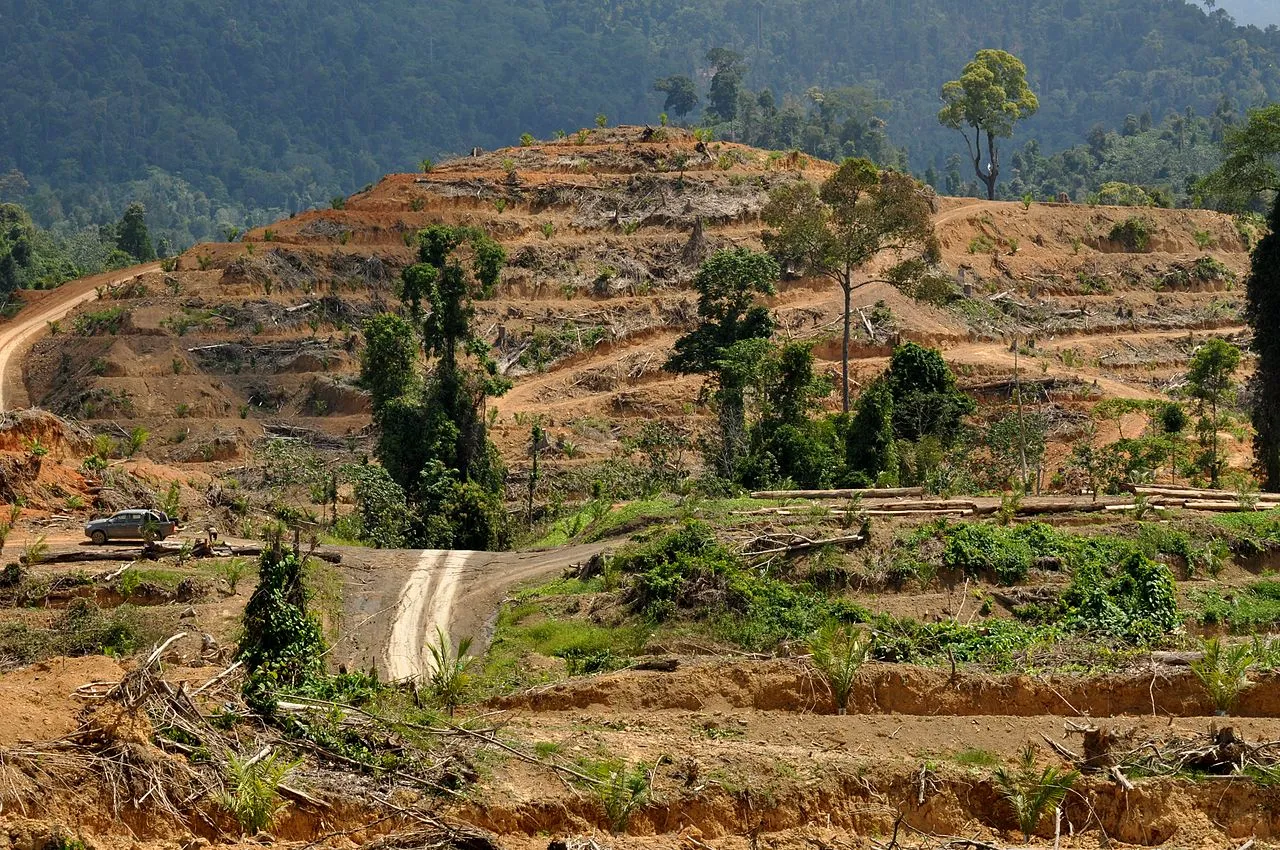 Image: T. R. Shankar Raman, Land cleared for oil palm plantation in Sabah, Borneo, Wikimedia Commons, Creative Commons Attribution-Share Alike 4.0 International