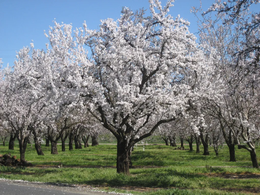 Image: Suzi Rosenberg, Almond orchard around February, Flickr,&nbsp;CC BY 2.0