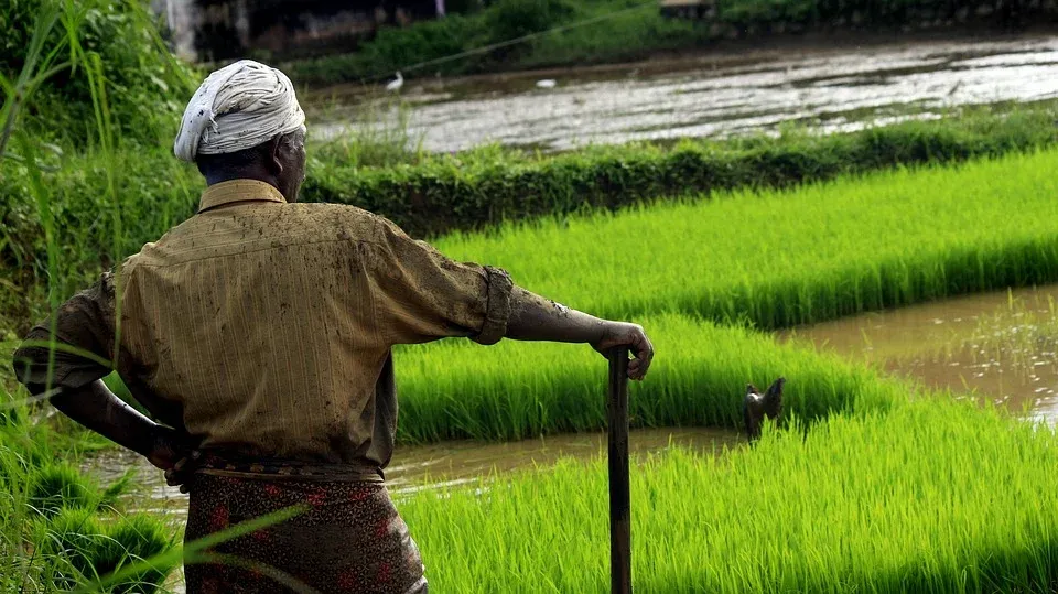 Image: nandhukumar, Kerala Food Rice, Pixabay, Pixabay Licence