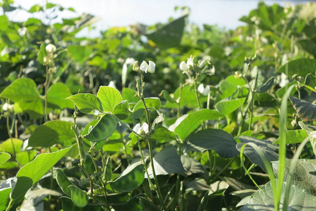 Lablab grows along the Nile in northern Sudan