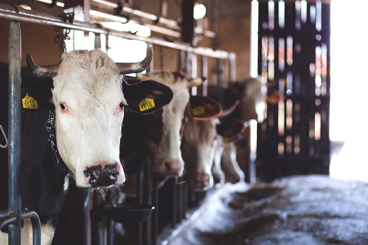 Image: freestocks.org, White Cow in Cattle House, Pexels, Pexels Licence