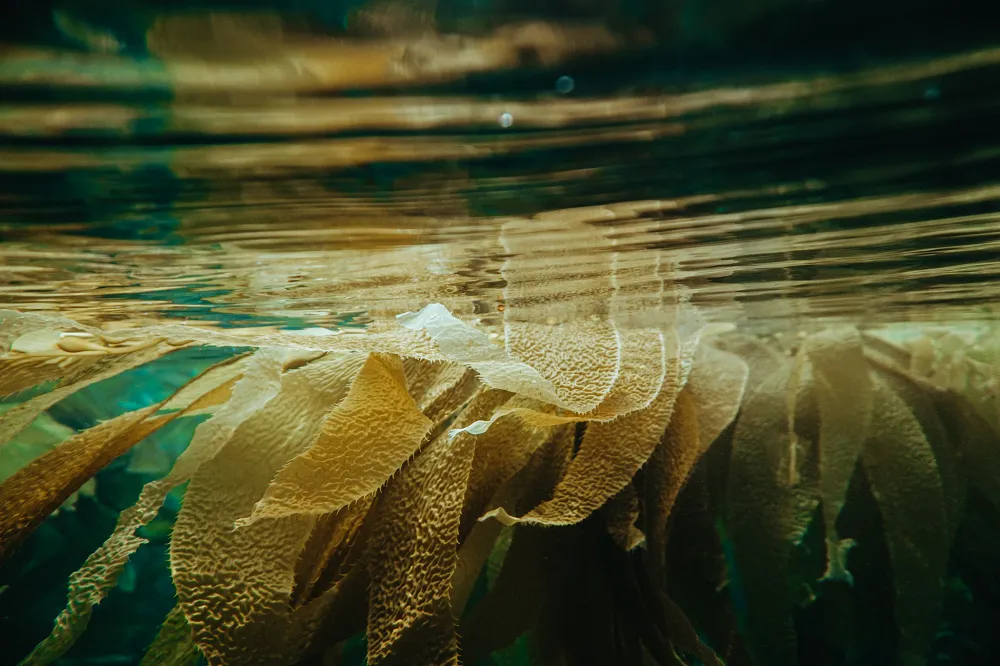 Image: Shane Stagner, Crescent bay beach, Unsplash, Unsplash licence