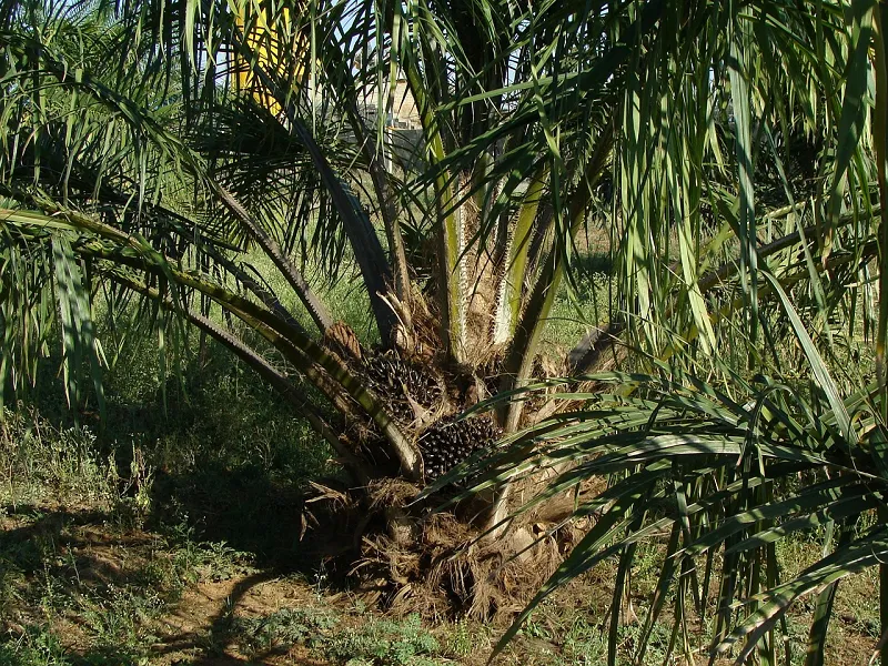 Image: sarangib, Oil palm tree, Pixabay, Pixabay Licence