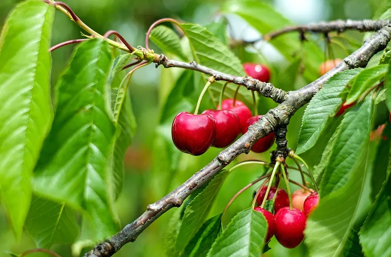 Image: Couleur, Cherry sweet fruit, Pixabay, Pixabay Licence