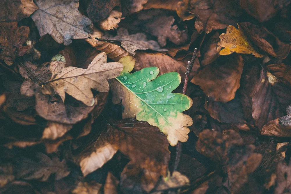 Image: Free-Photos, Leaves oak fallen, Pixabay, Pixabay Licence