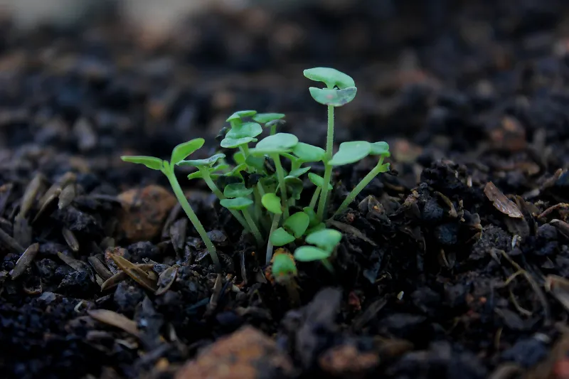 Image: Crusenho Agus Hennihuno, Close-up Photography of Green Plant, Pexels, Pexels Licence