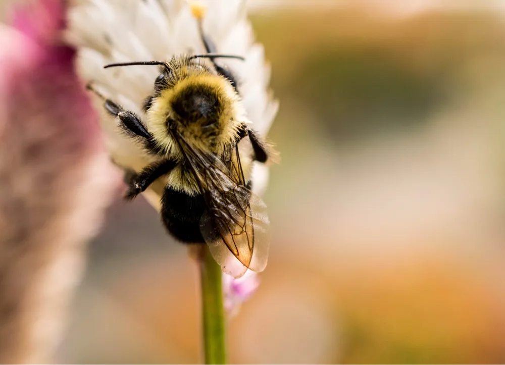 Image: Hilary Halliwell, Selective-focus Photography of Bee on Top of Flower, Pexels, Pexels Licence