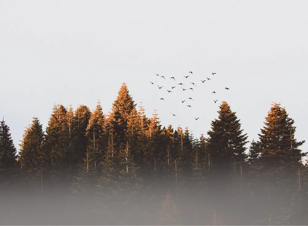 Image: Efdal YILDIZ, Flock of birds, Pexels, Pexels Licence
