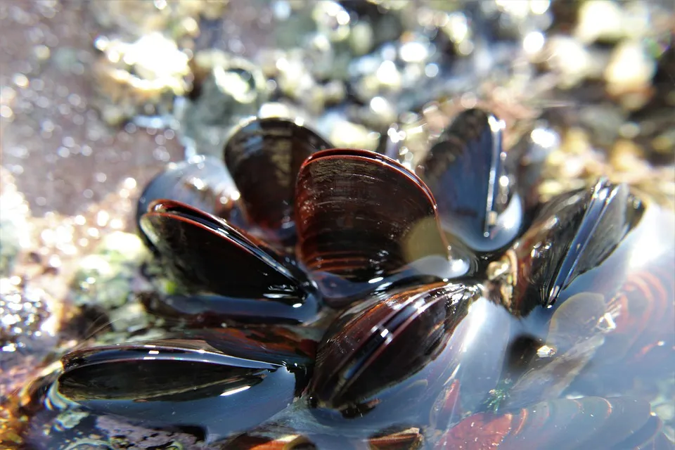 Image: Beesmurf, Mussel seafood, Pixabay, Pixabay Licence