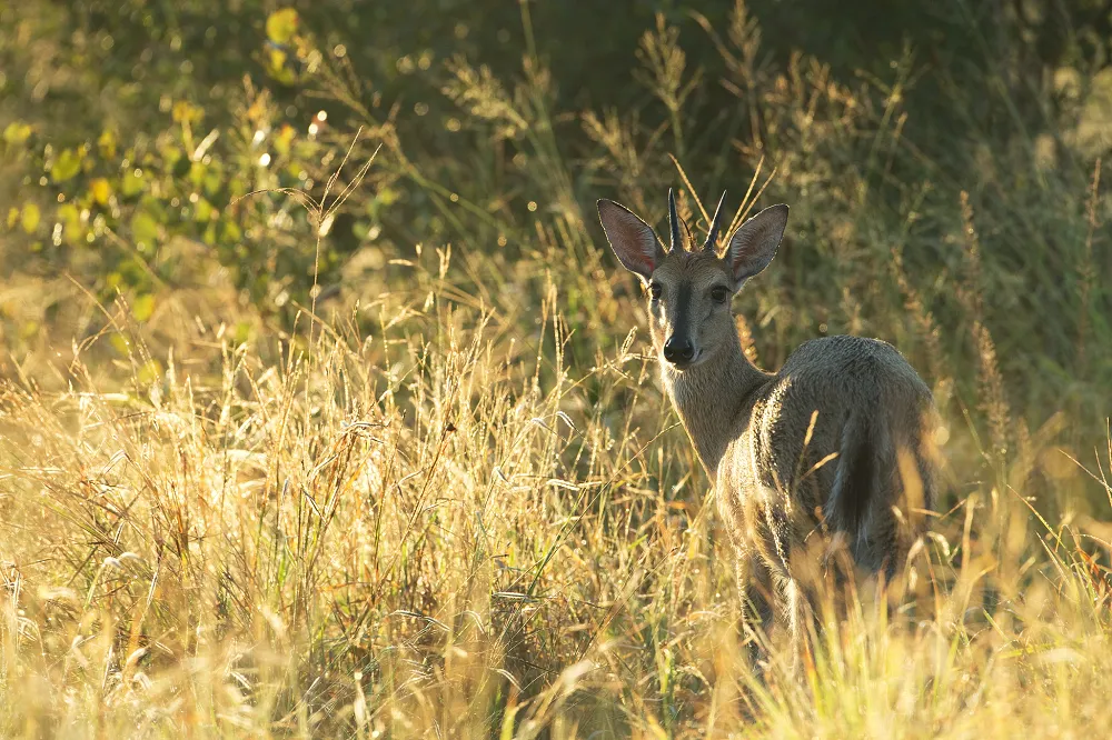 Image: Hans Veth, Common Grey Duiker, Unsplash, Unsplash Licence