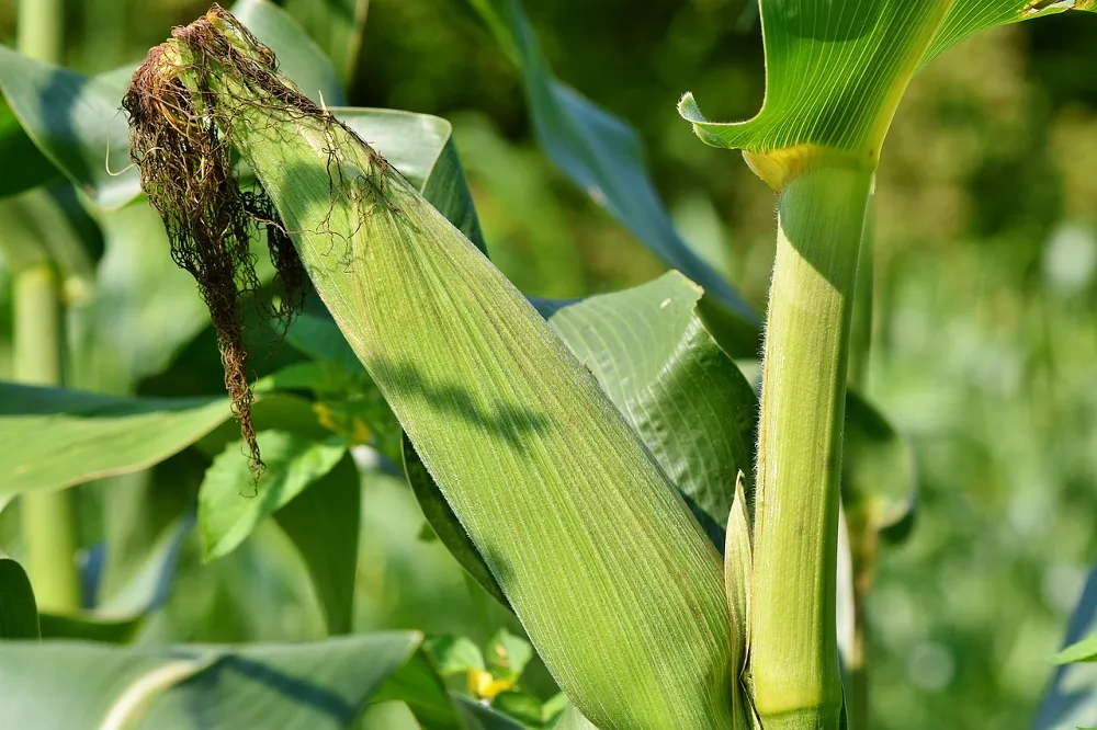 Image: Capri23auto, Corn on the cob, Pixabay, Pixabay Licence