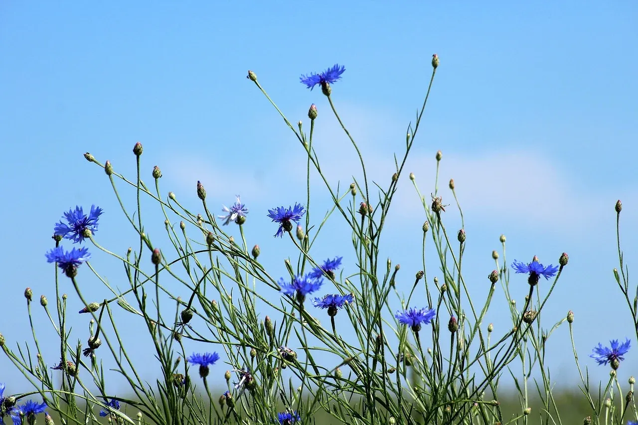 Image: _Alicja_, Cornflowers, Pixabay, Pixabay Licence