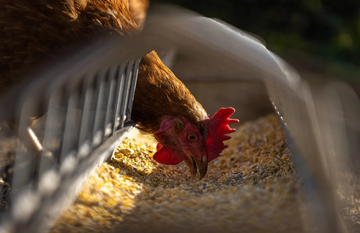 Image: AndreasGoellner, Hen chicken feeding, Pixabay, Pixabay Licence