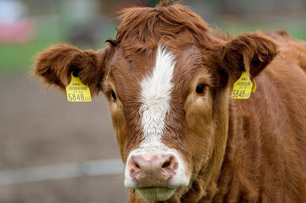 Image: NickyPe, Cow Calf Cattle, Pixabay, Pixabay Licence