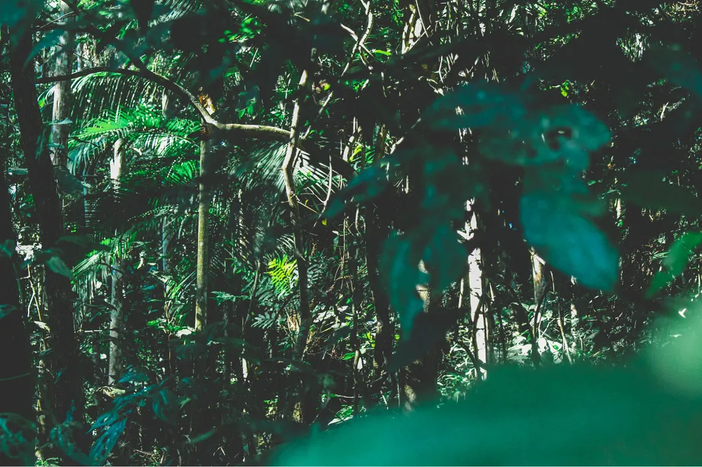 Image: Jonny Lew, Forest, Pexels, Pexels Licence