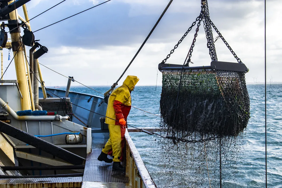 Image: Paul Einerhand, Fishing for mussels, Unsplash, Unsplash Licence.