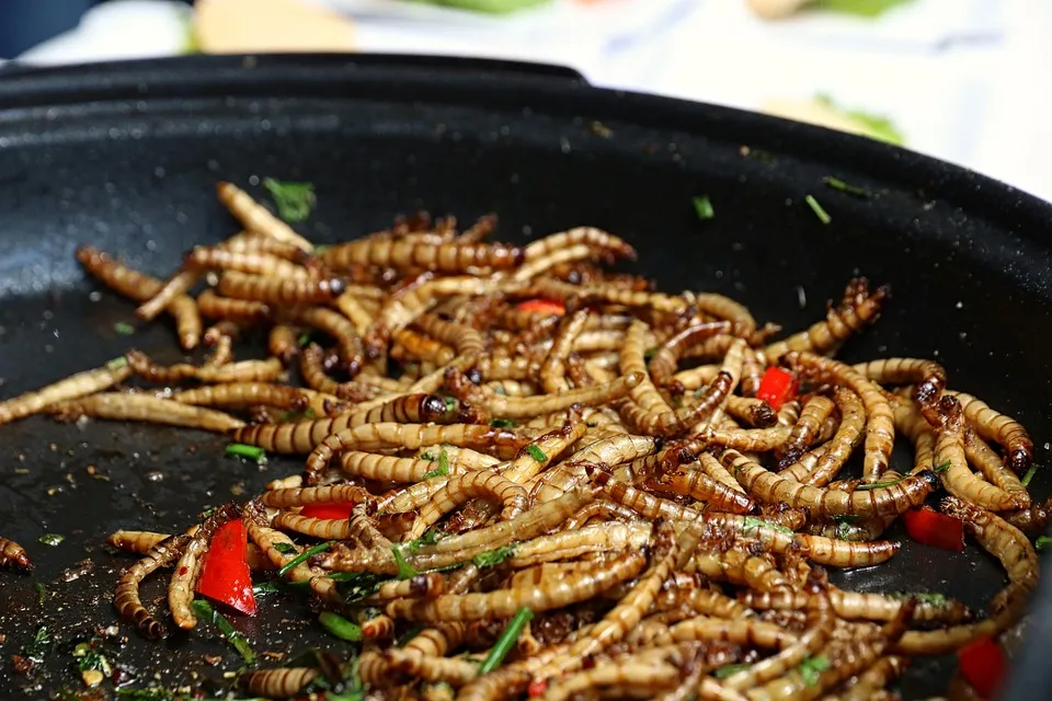 Image: katerinavulcova, Mealworms Food Insect, Pixabay, Pixabay Licence