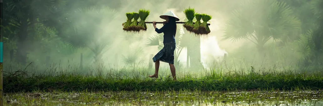 Image of farmer carrying rice seedlings through flooded fields. Source: Pixabay