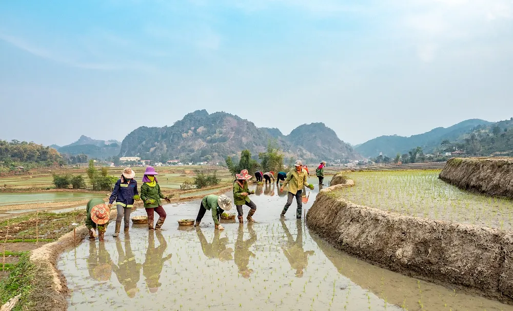 Image: TranDuyet, Farmers rice fields, Pixabay, Pixabay Licence
