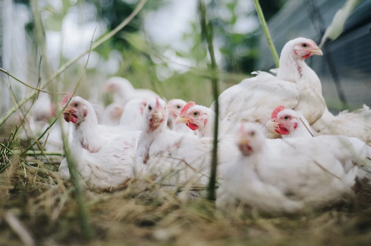 Image: bohdanchreptak, Chicken bird hen, Pixabay, Pixabay Licence