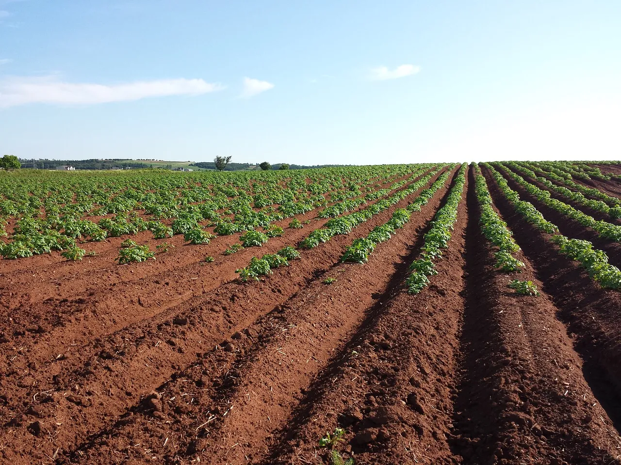 Image: meganelford0, Potato field crops, Pixabay, Pixabay Licence