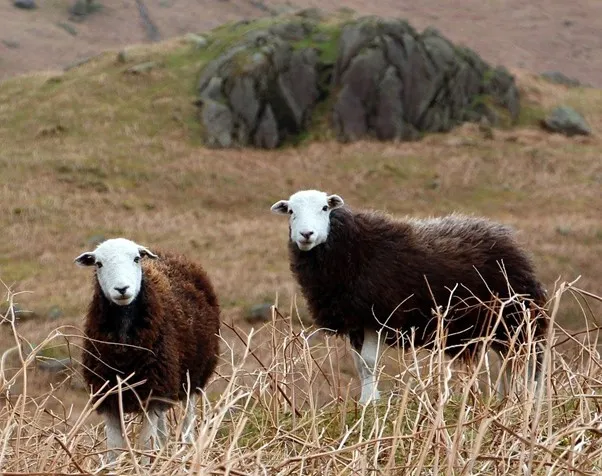 Image: johnrp, Cumbrian sheep Herdwick, Pixabay, Pixabay Licence