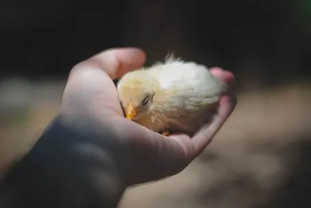 Person holding chick