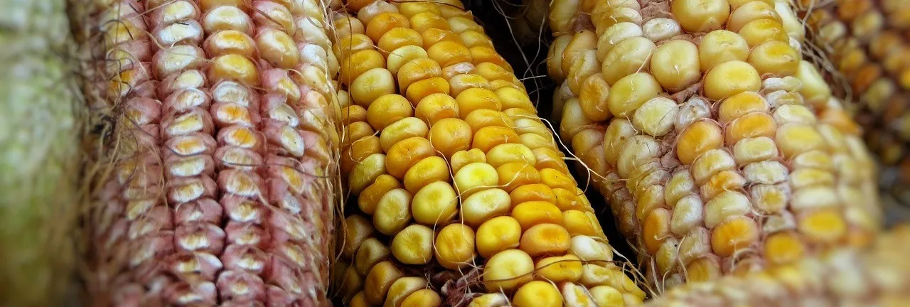 Image: Hawksky, Maize corn food, Pixabay, Pixabay Licence