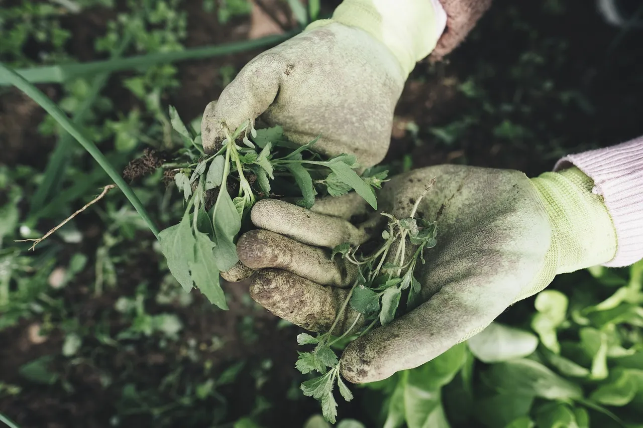 Image: photoAC, Gardening agriculture grass, Pixabay, Pixabay Licence