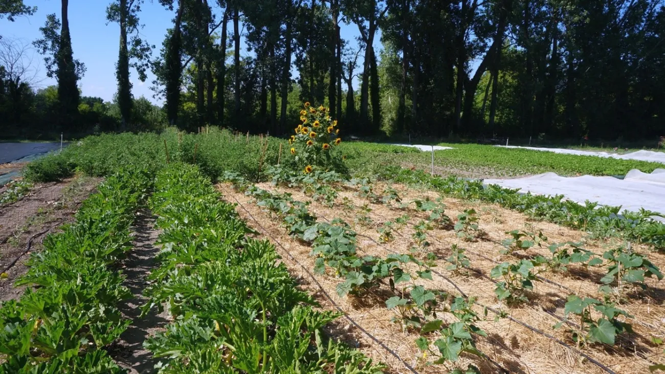 Microfarm (type 1) where 35 different vegetables are grown on 2500m², in Vaucluse. The straw controls weeds and enriches the soil with organic matter.