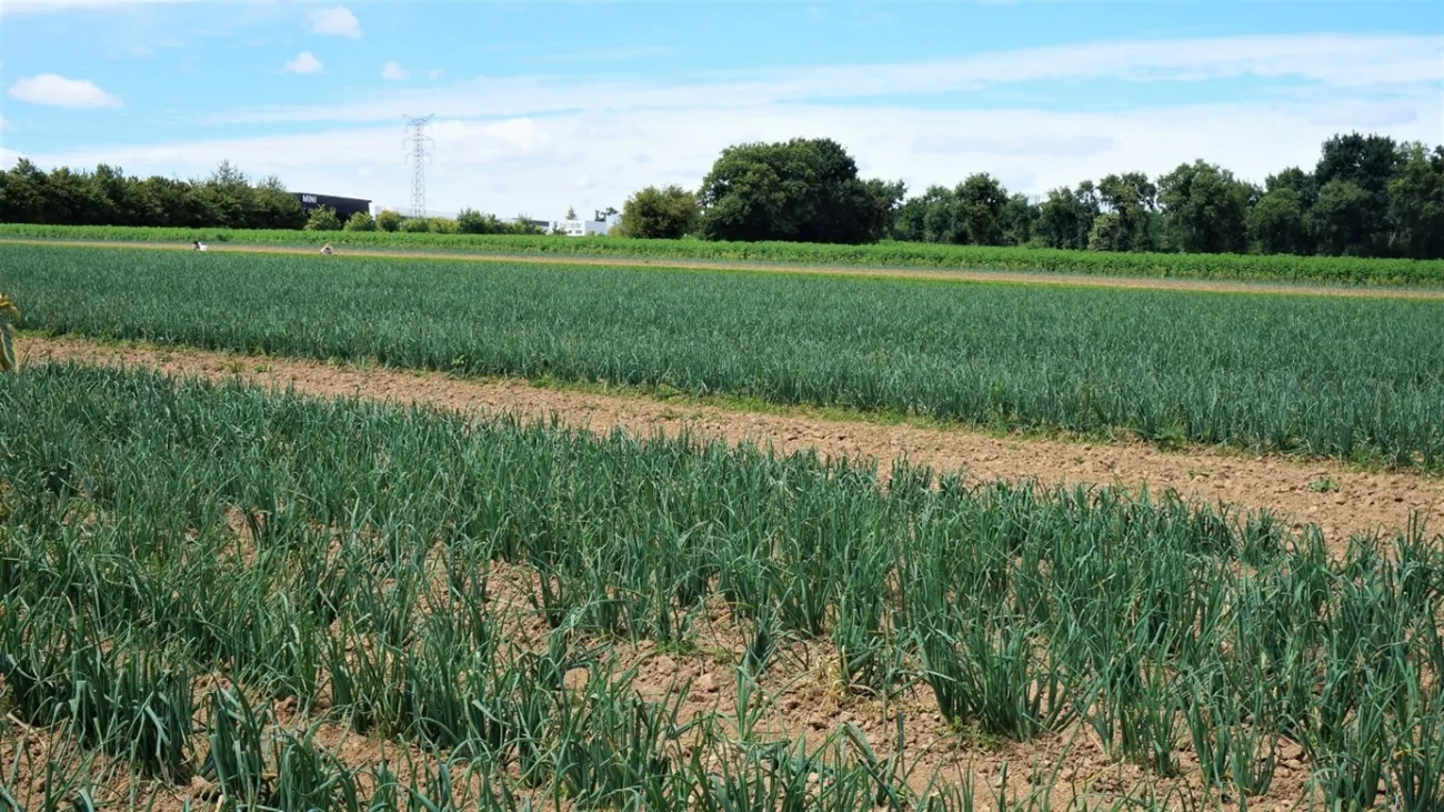 Producer specialised in outdoor cultivation (type 4) on 24 ha, in Ille-et-Vilaine. Weeding is done with a tractor before planting the crops (using the false seed bed technique, where weeds are allowed to germinate in a prepared seedbed and then are removed) as well as after planting.