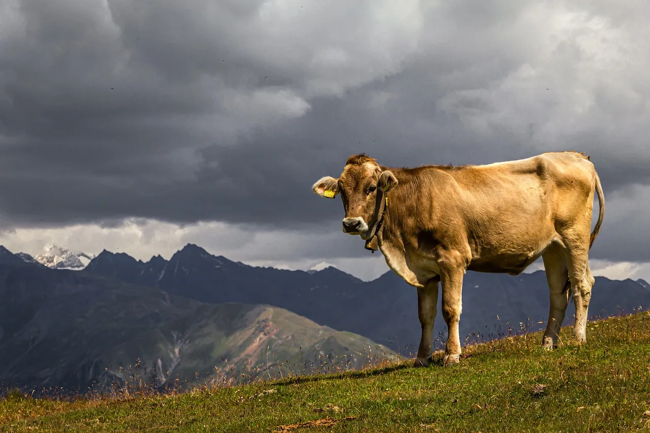 Image: analogicus, Cow beef animal, Pixabay, Pixabay Licence