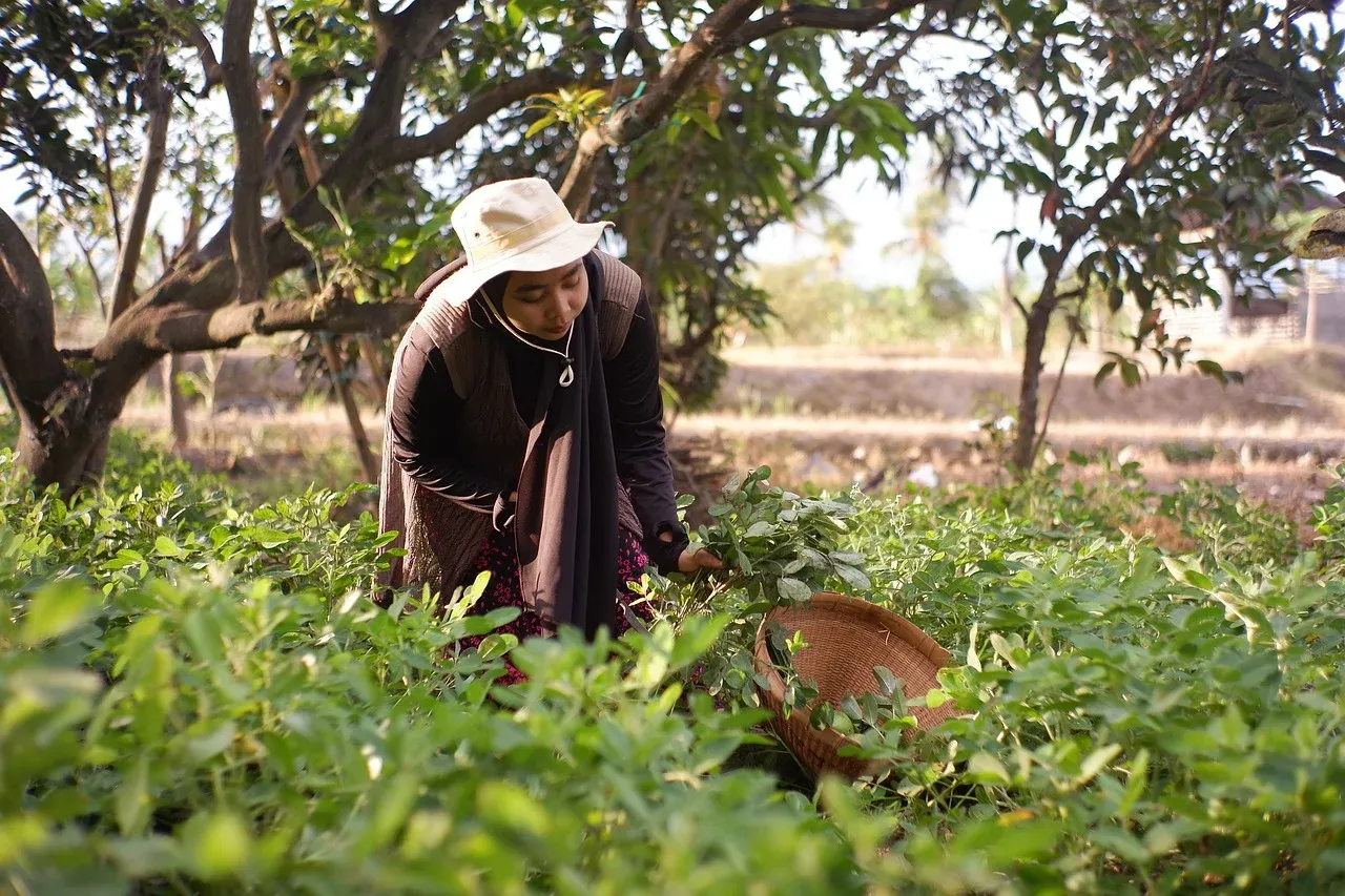 Image: lailieeeee, Woman shoots harvesting, Pixabay, Pixabay Licence