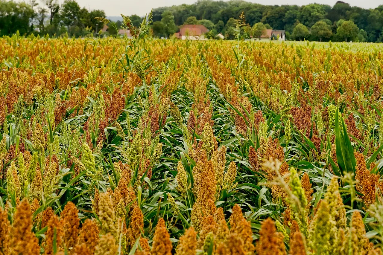 Image: Schwoaze, Field crop sorghum, Pixabay, Pixabay Licence