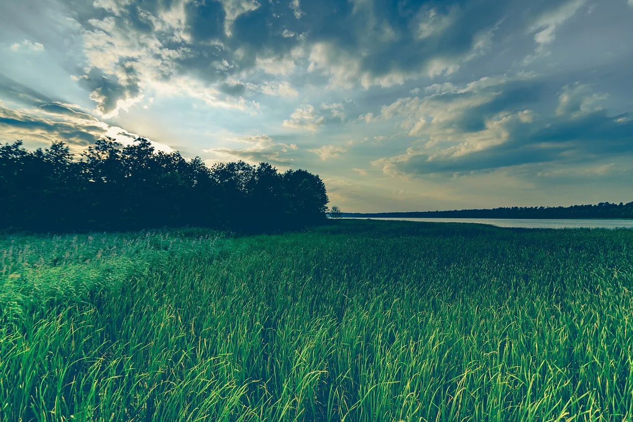 Image: DariuszSankowski, Grass field meadow, Pixabay, Pixabay Licence