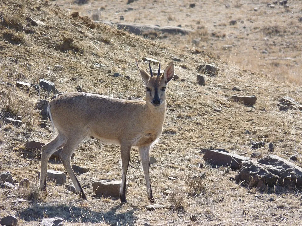Image: polyfish, Grey Duiker Antelope, Pixabay, Pixabay Licence