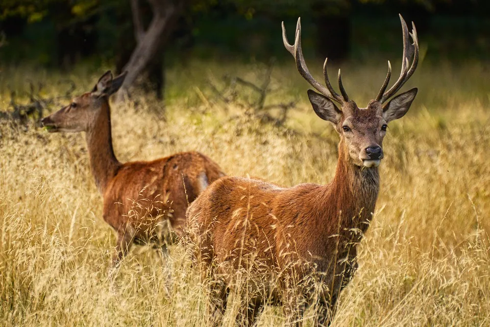 Image: rainhard2, Deer animals grass, Pixabay, Pixabay Licence