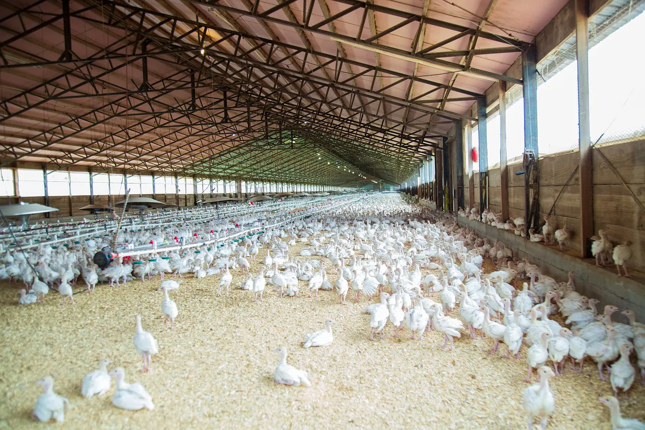 Image: twinquinn84, Chicken farm poultry, Pixabay, Pixabay Licence