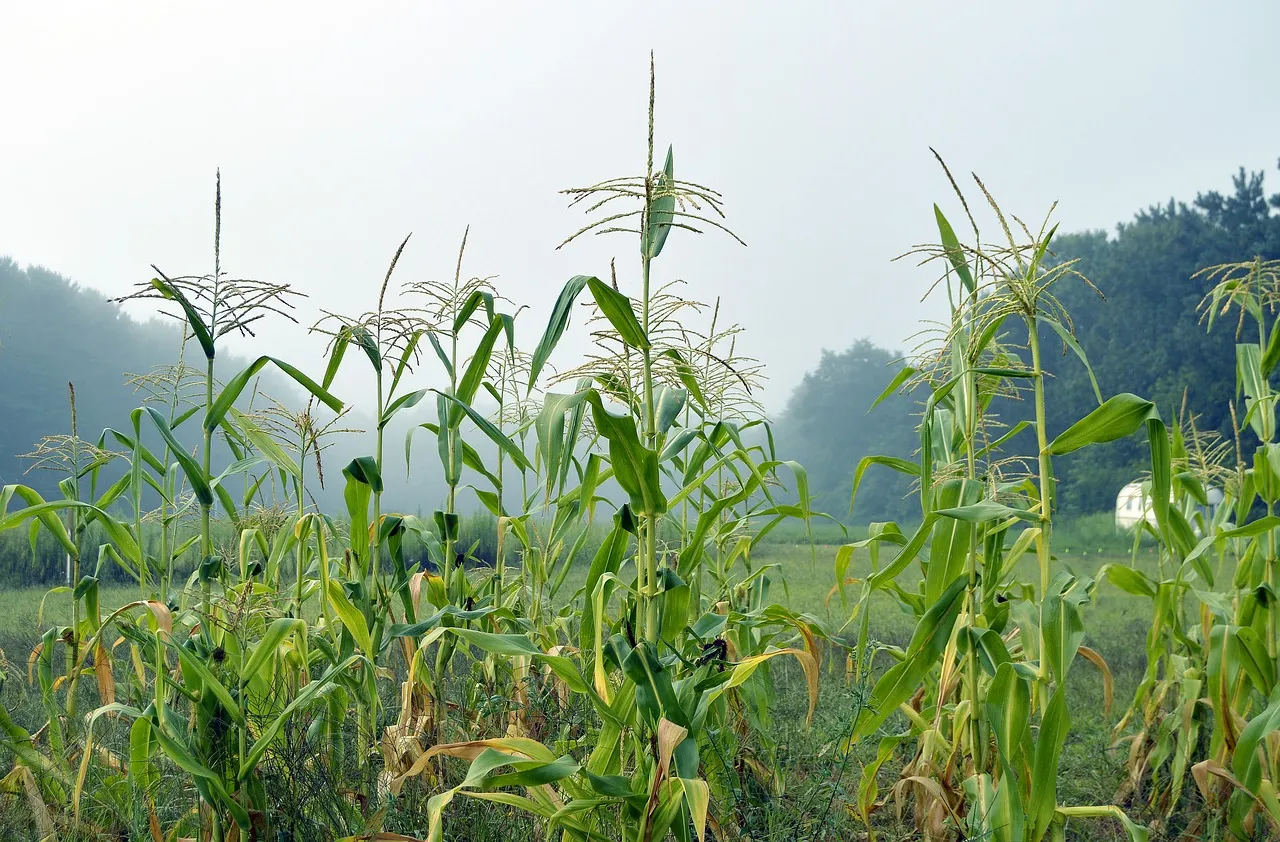 Image: islandworks, Corn Stalk, Pixabay, Pixabay Licence