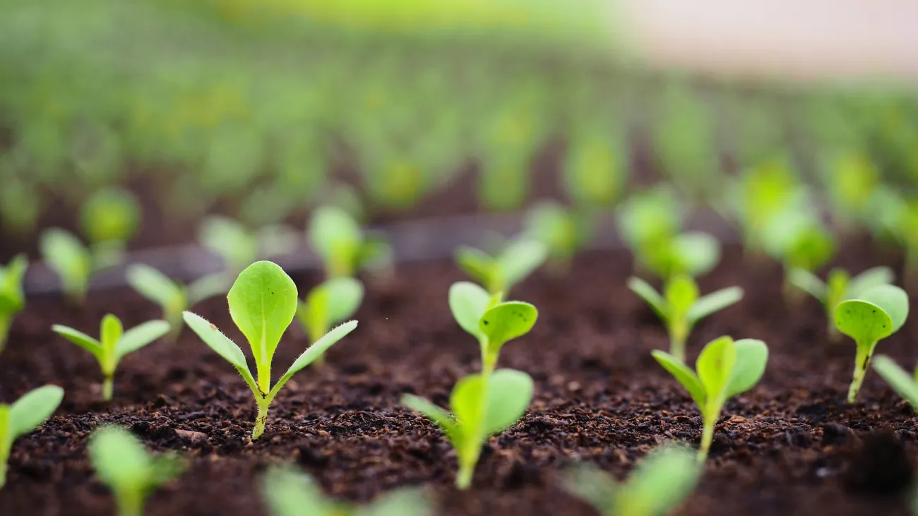 Tiny green spouting plants emerge from dark soil, only a few are in focus in the foreground of the picture but there are dozens behind them that are out of focus.