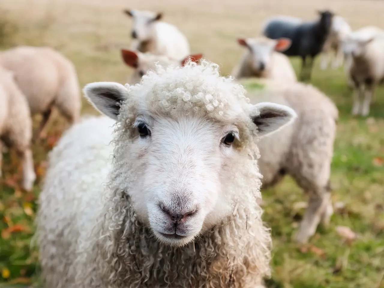 Image: 12019, Ireland Sheep Lambs, Pixabay, Pixabay Licence