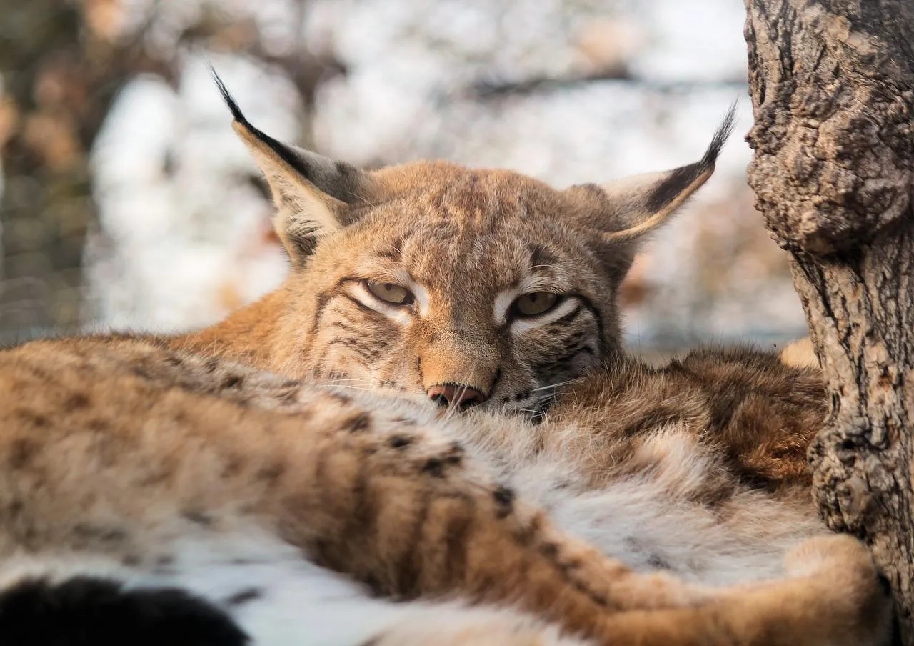 Image: veverkolog, Feature the Eurasian Lynx, Pixabay, Pixabay Licence