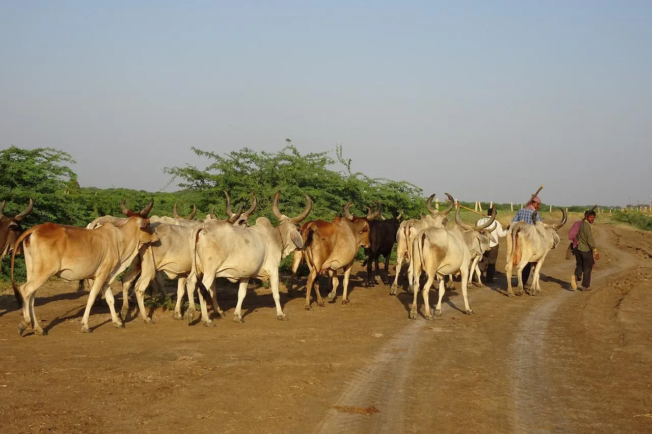 Image: sarangib, Cattle cows herd, Pixabay, Pixabay Licence