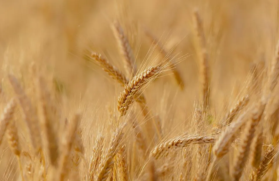 Image: Candiix, Wheat field, Pixabay, Pixabay Licence