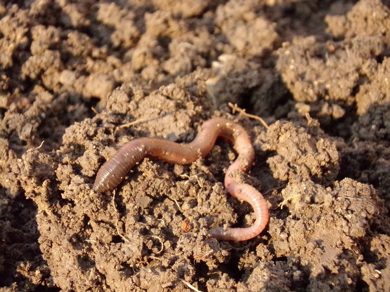 Image: Natfot, Earthworm soil, Pixabay, Pixabay Licence