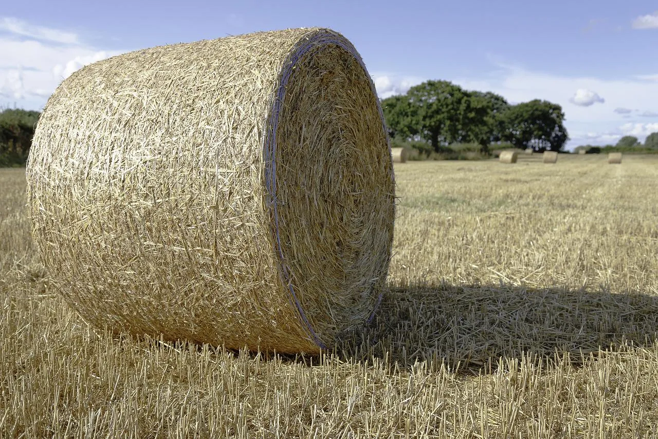 Image: 16124683, Agriculture bale countryside, Pixabay, Pixabay Licence
